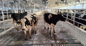 Продукция, ООО «Регионинвестагро» Животноводческие маты для КРС