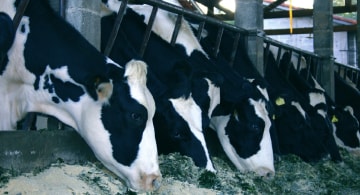 Продукция, ООО «Регионинвестагро» Продукция, фото №16